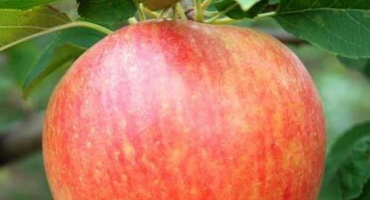 Popis odrůdy jabloně celesta a odolnost vůči chorobám, zimní odolnost